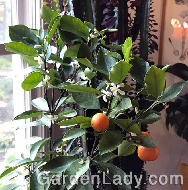 Calamondin Citrus – An Indoor Edible Plant
