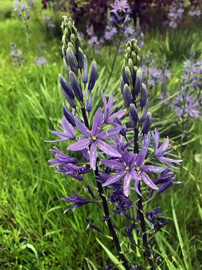 An Easy, Tall Blue Flower For Late Spring: Camassia