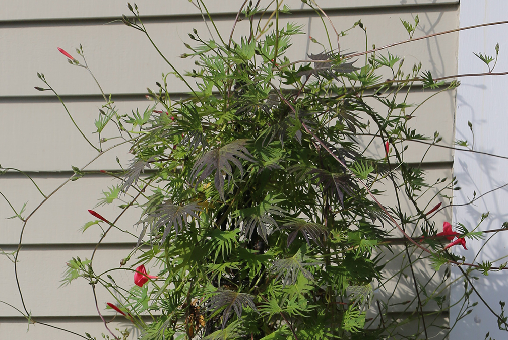 This photo - taken in August, shows that sometimes the flowering of cardinal creeper can be sparse. But the hummingbirds find these flowers quickly and don't seem to care that there aren't hundreds of them. If you grow this in a larger container or the ground you'll have more flowers, in my experience.