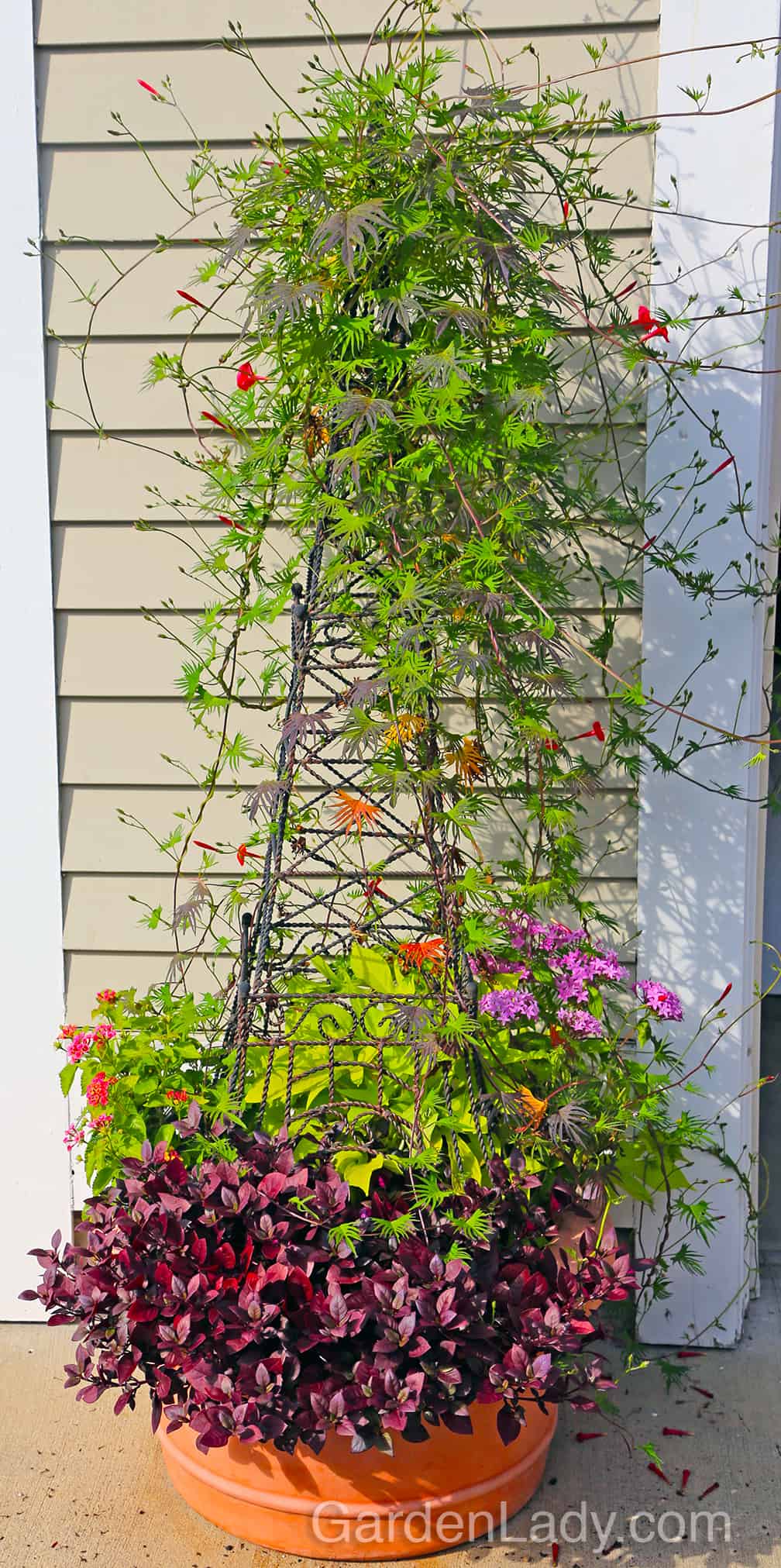This photo shows that Ipomoea x multifida is a perfect plant for small structures. This wire tower was about four feet high and here is how the planter looked in August.