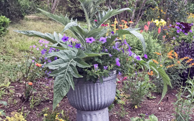 I Love Cardoon aka Cynara cardunculus