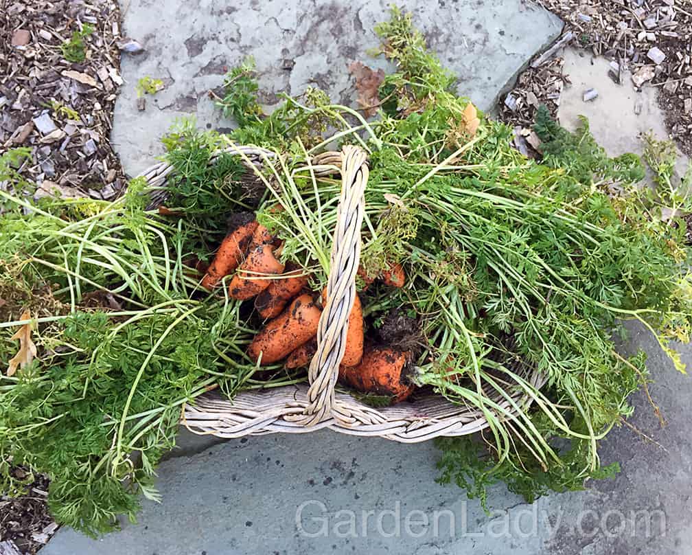 The top inch of the soil was frozen today because the temperatures never climbed above freezing. But with the aid of a trowel I was able to pull a few dozen carrots. Some were cooked into soup and other will be roasted and frozen for future meals. 