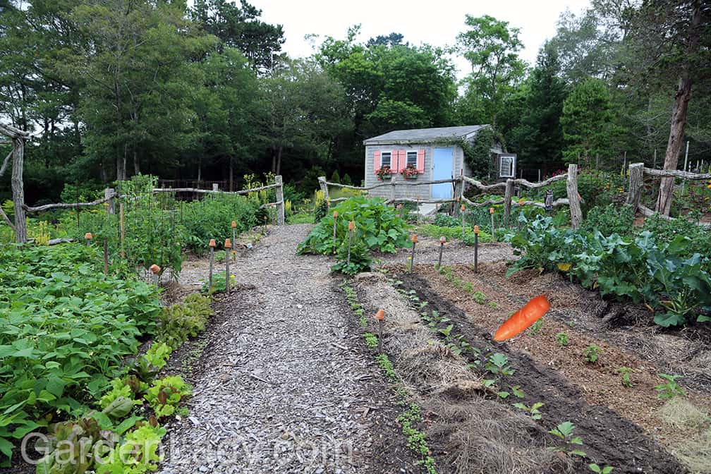 Here is the garden on July 9th. We harvested garlic early this past summer, so by July 9 we'd placed eggplants in and sowed carrot seeds. The carrot, placed here with Photoshop, points to the row where the carrot seeds have been planted.