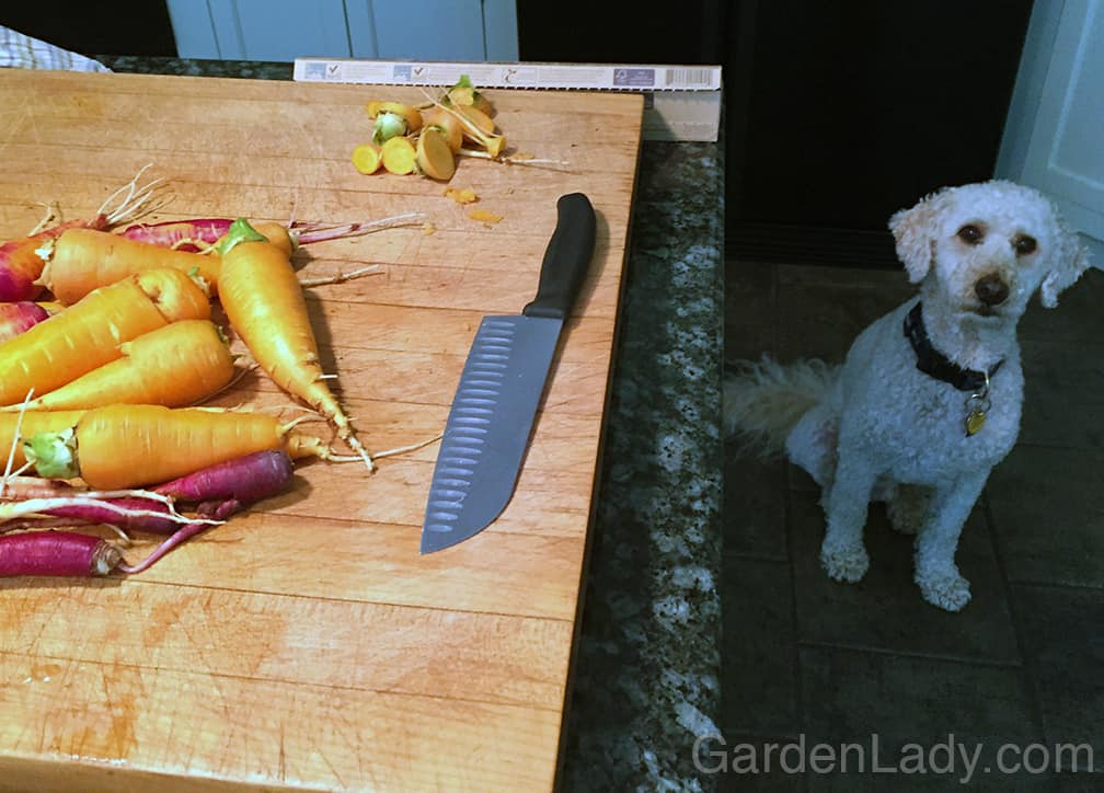 When I was slicing I discovered that my neighbor's dog, Baxter, thinks that carrots are more delicious than steak!