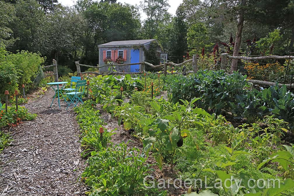 Here is that same part of the garden in late September. You can see that just on the other side of the eggplants a thick row of carrot foliage. We started pulling carrots in early October.