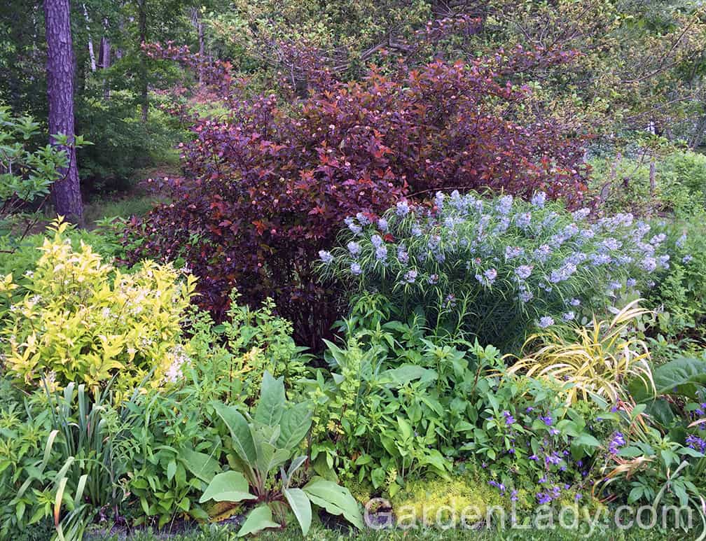 See what a lovely, colorful shrub does as a background for a perennial garden. 
