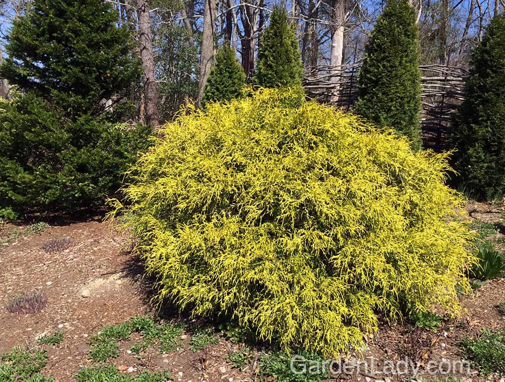 Plant a Golden Mop where you want color and texture, especially when it's near other shrubs that have dark green foliage.