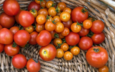 What To Do With Too Many Cherry Tomatoes…including split ones