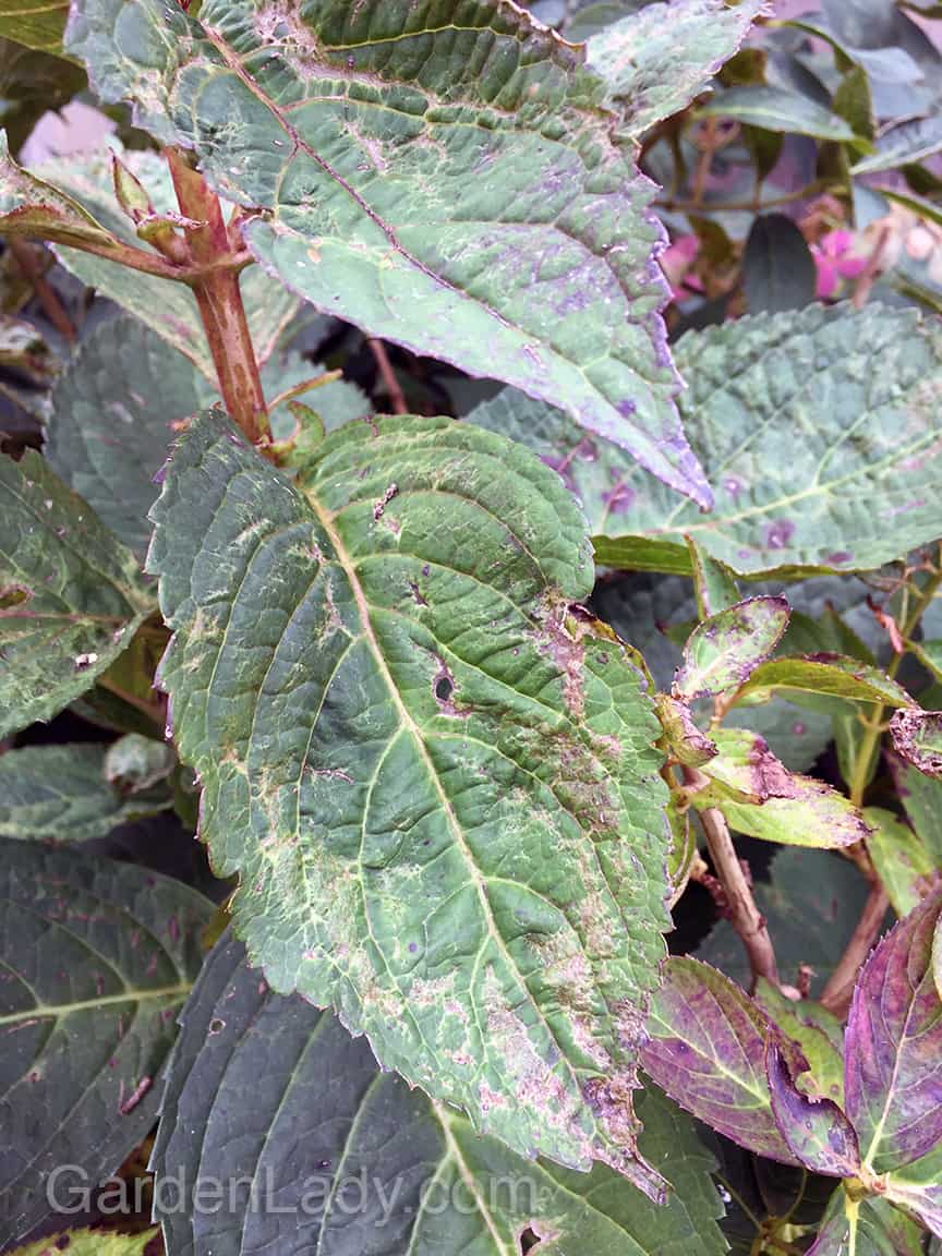 What is Wrong With My Hydrangea Leaves?