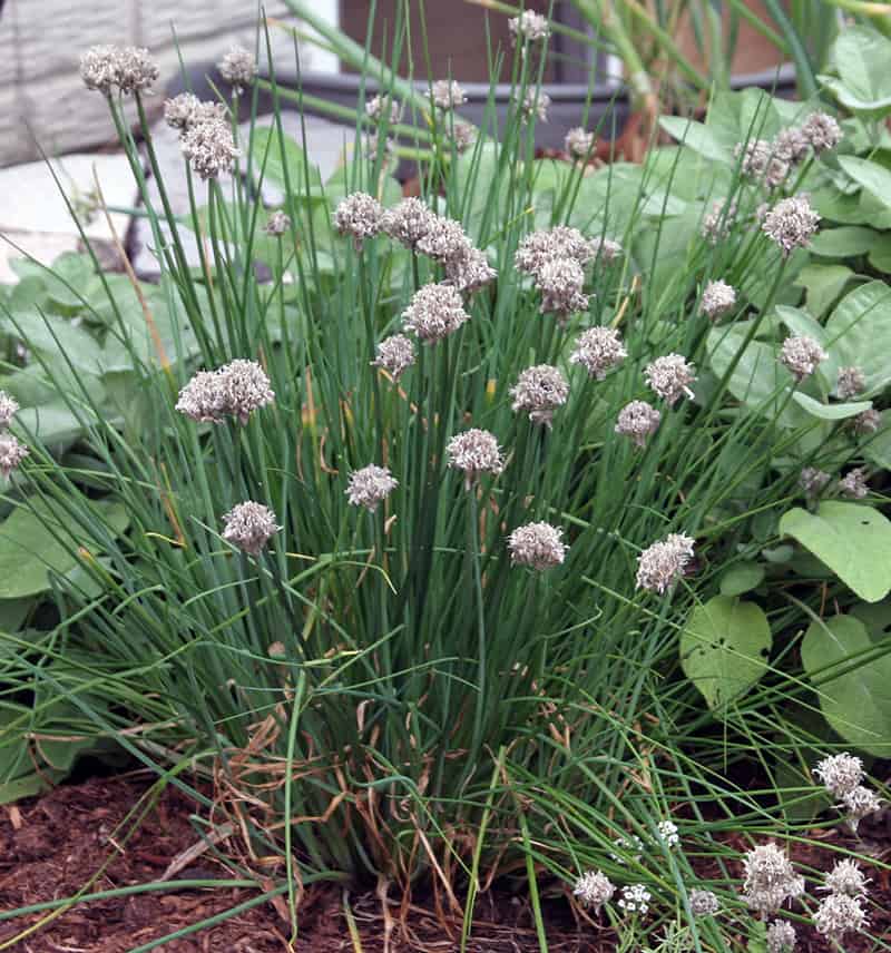 spent flowers on chives, gray in color and needing to be cut off