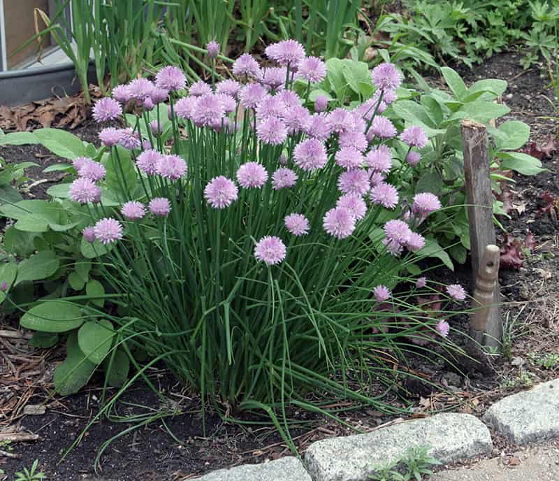 chives in bloom with purple flowers