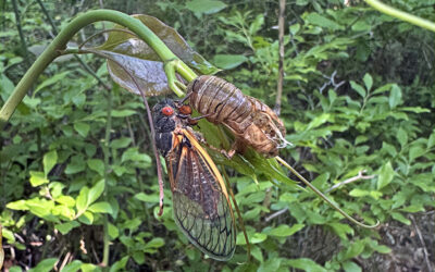 17 Year Cicadas on Cape Cod