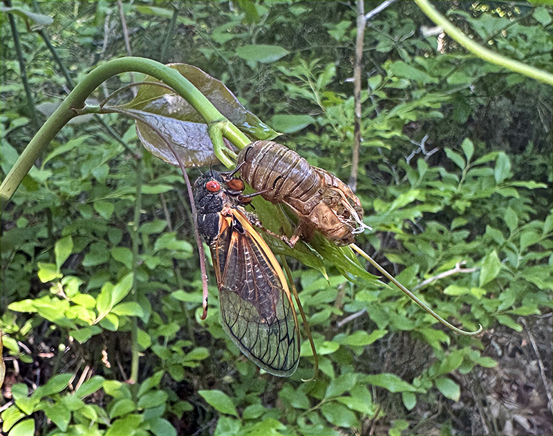 17 Year Cicadas on Cape Cod