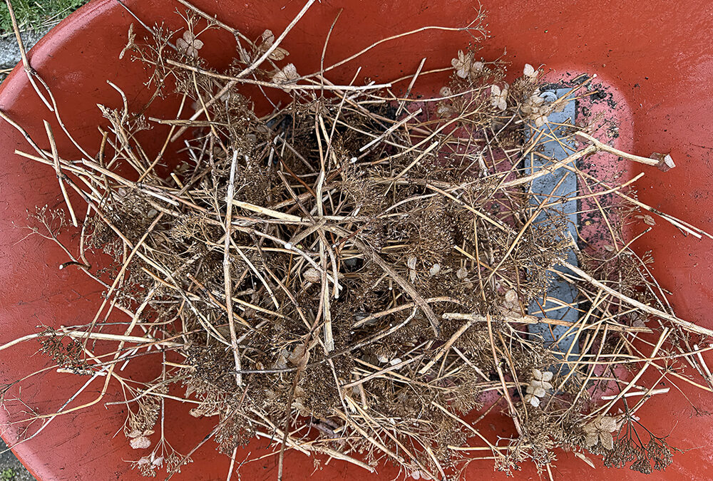 A Postcard From Hydrangea Pruning