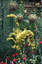 Verbascum, Queen Anne's Lace and Lychnis