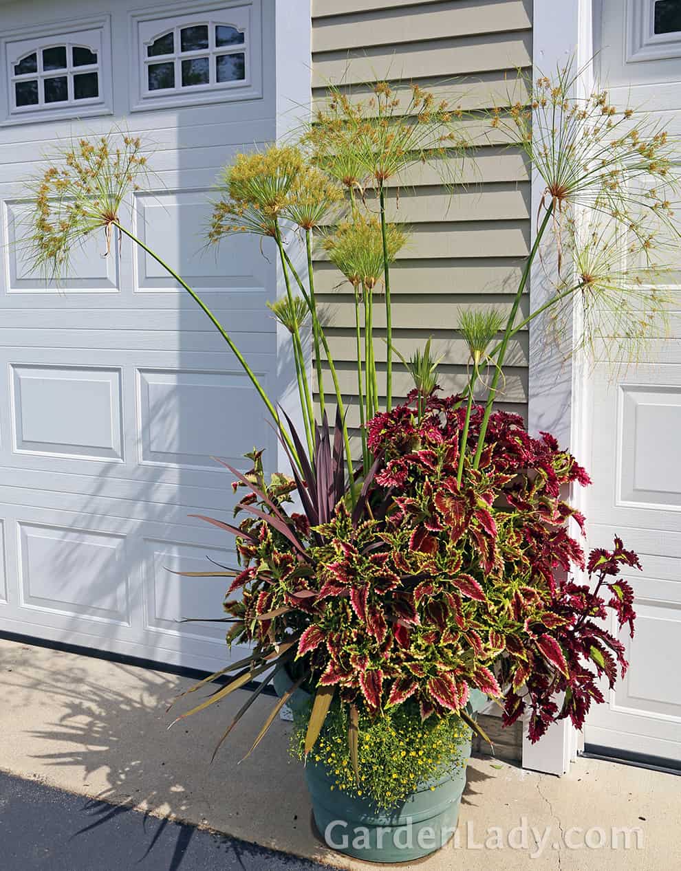 Need a dramatic container? Mix three or more varieties of coleus together. They mingled well with a purple leaf Dracenea and a King Tut Papyrus.