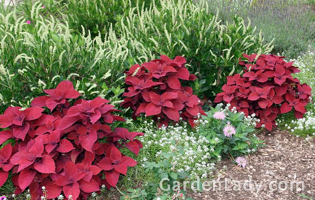 Here the variety called 'Red Head' is growing in almost full sun - this variety is self-branching and creates full, rounded plants all on its own.