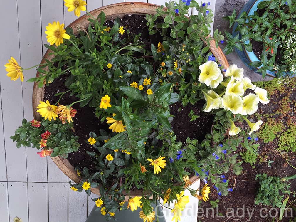 This pot contains three plants that repeat a yellow color with different size flowers, along with a 