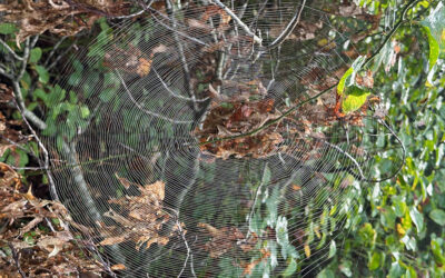 A Postcard From Orb Spiders
