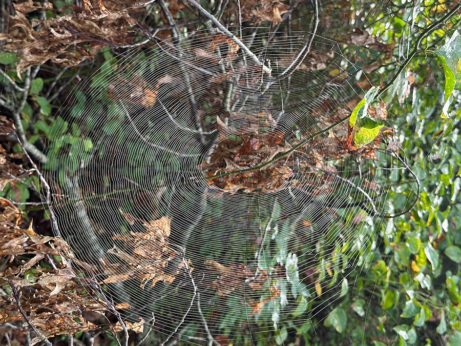 complex orb web