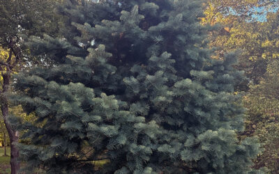 I Love Abies concolor aka Concolor Fir