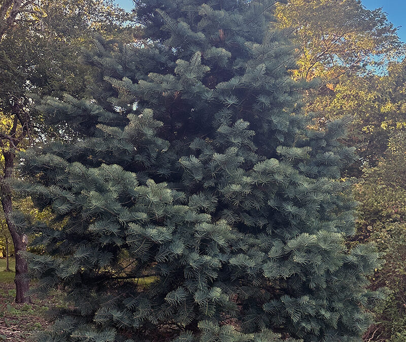 I Love Abies concolor aka Concolor Fir