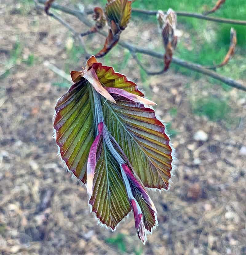 Fagus sylvatica ‘Riversii’ aka purple leaf beech, River’s purple European Beech, copper beech