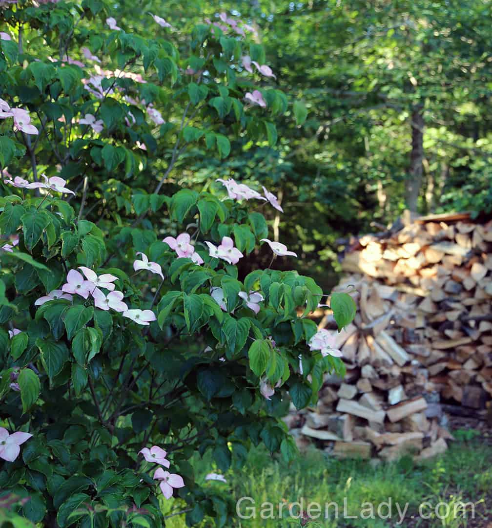 These dogwoods aren't especially fast growing - perfect for the smaller yard and garden.