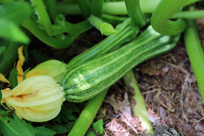 One Of The Best Summer Squash Varieties To Grow