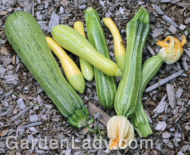 What to do With Too Many Zucchini – Make Concha!