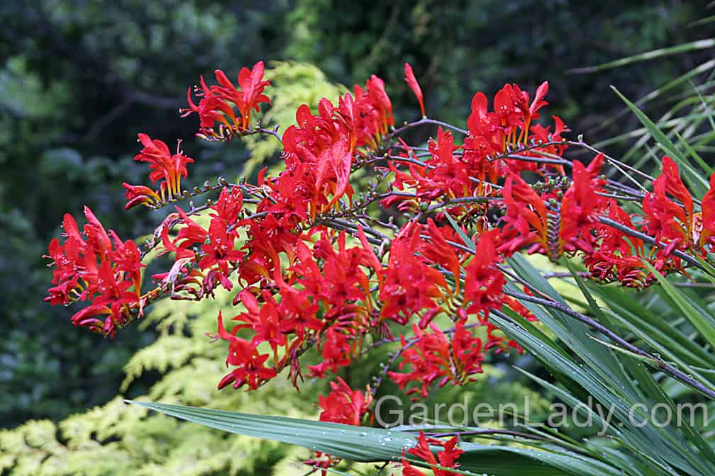If you can plant Crocosmia 'Lucifer' with a shrub or perennial with yellow foliage, you've got a lovely combination.
