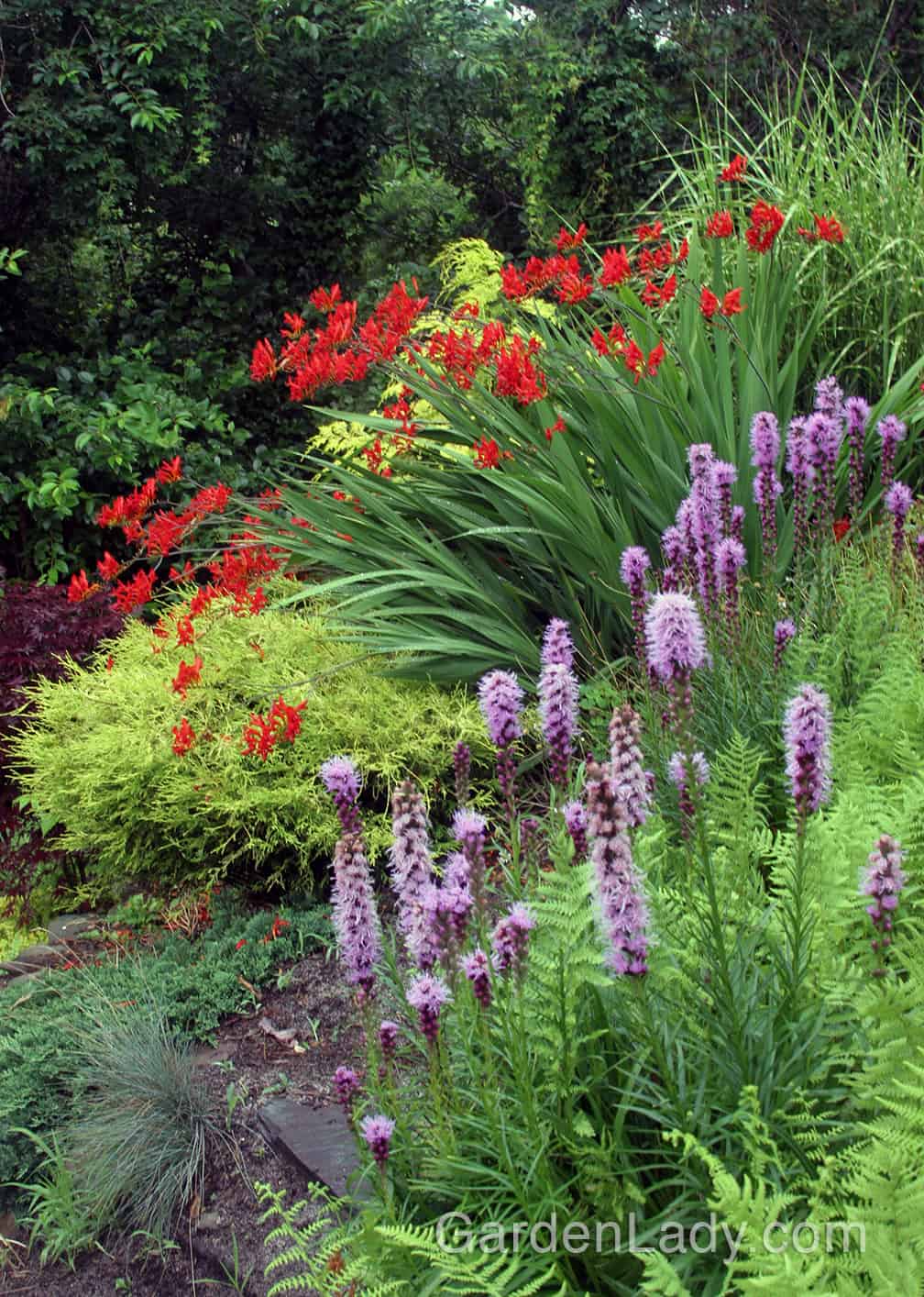 The bright red 'Lucifer' flowers are a natural with yellows and purples. In this planting the Liatris is in flower at the same time, making a winning garden combo.