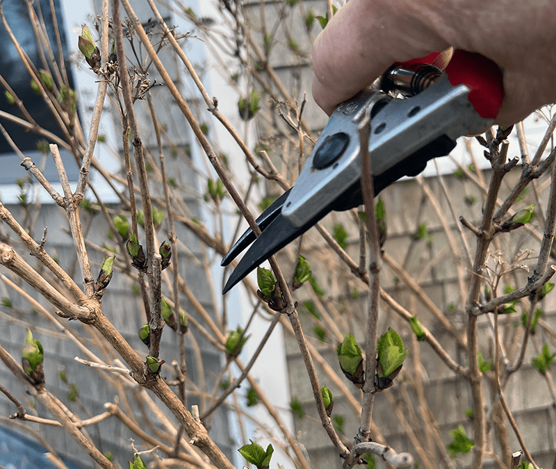 Pruning Mophead and Lacecap Hydrangeas