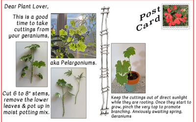 Winter Cuttings of Geraniums