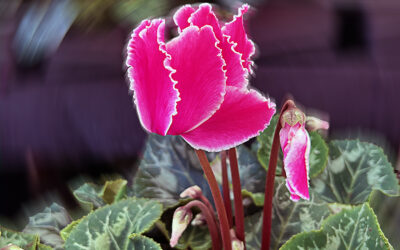A Postcard From Cyclamen