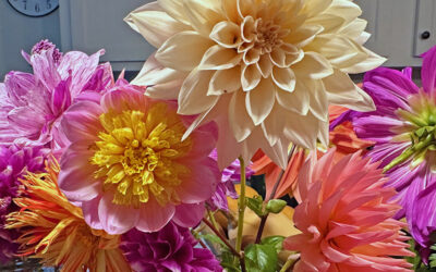 A Postcard From Dahlias