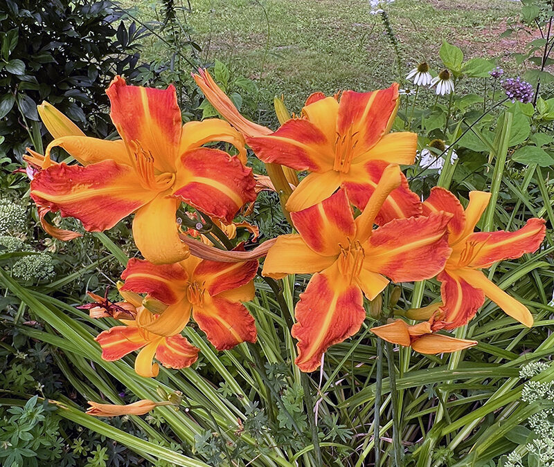 A Postcard From Daylilies