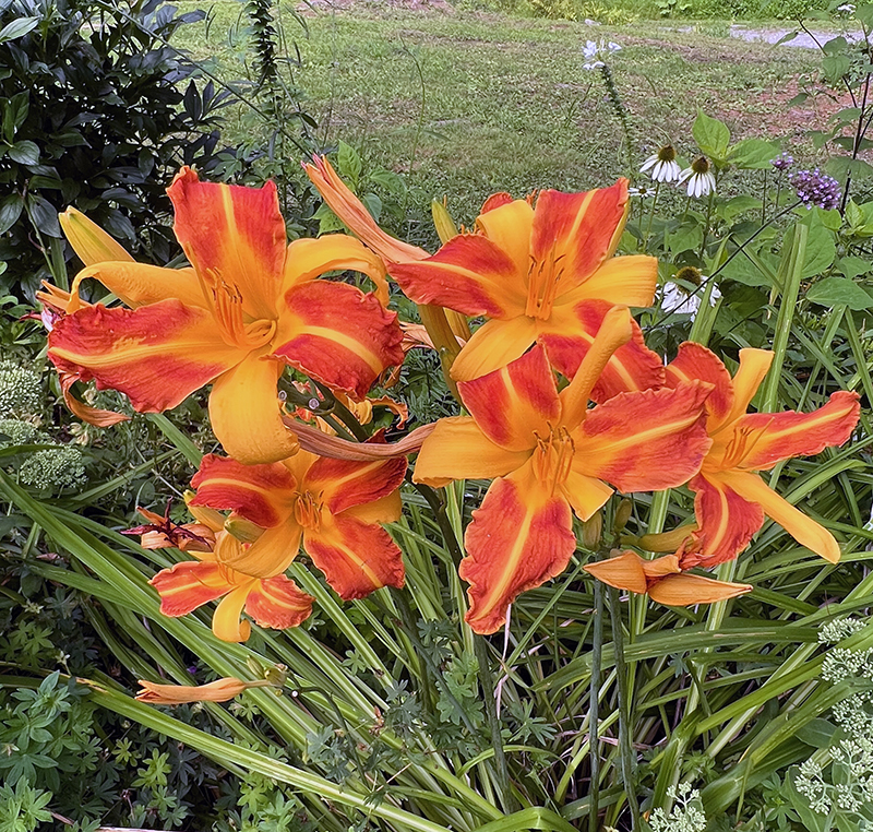 daylily featured