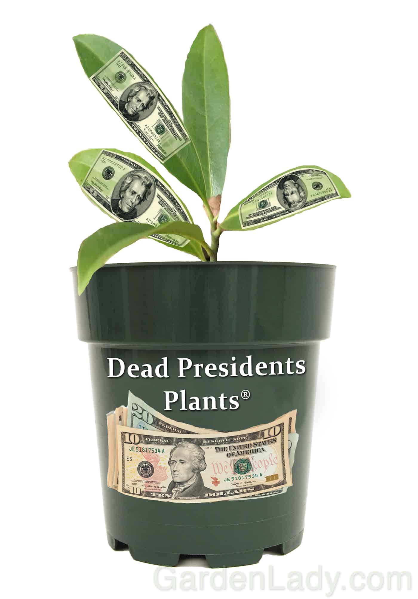 dead_presidents_pot