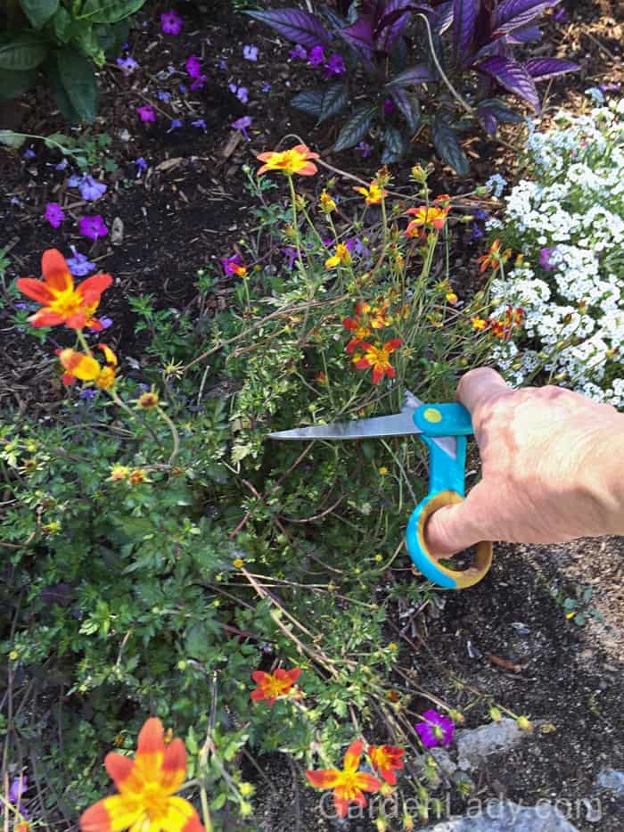 What is Deadheading? And How Do I Do It?
