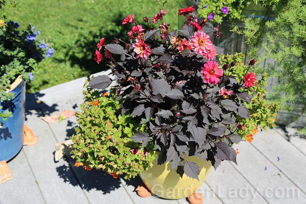 This container was planted with a dark-foliage dahlia and some orange Torenia plants in early June. In order to keep the dahlia flowering, and to stimulate new booms on the torenia, deadheading is needed.
