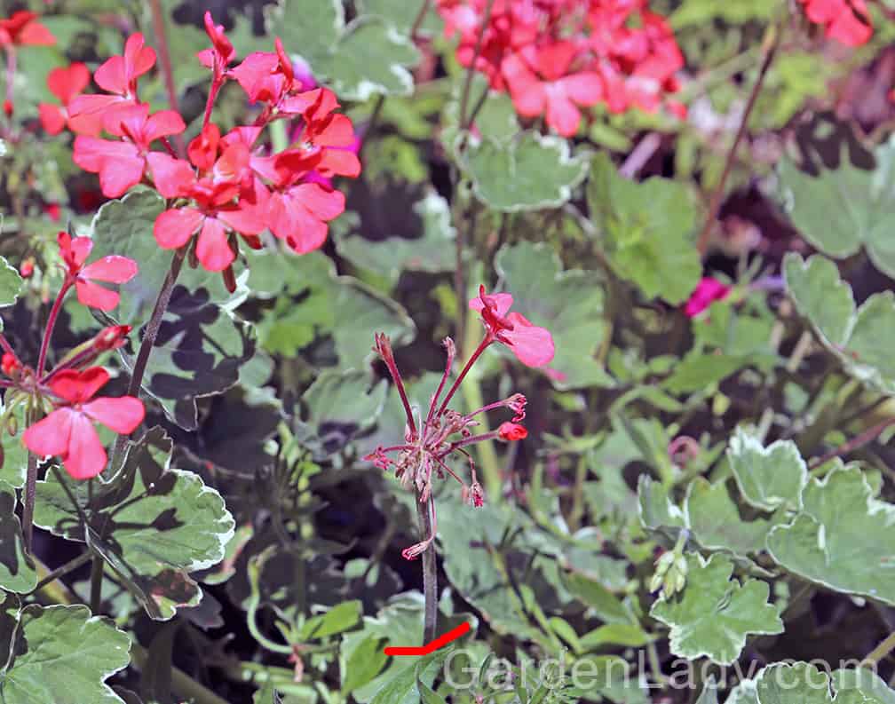 Cut off the stems (see red line) as well as the old flowers on geraniums and daylilies. 