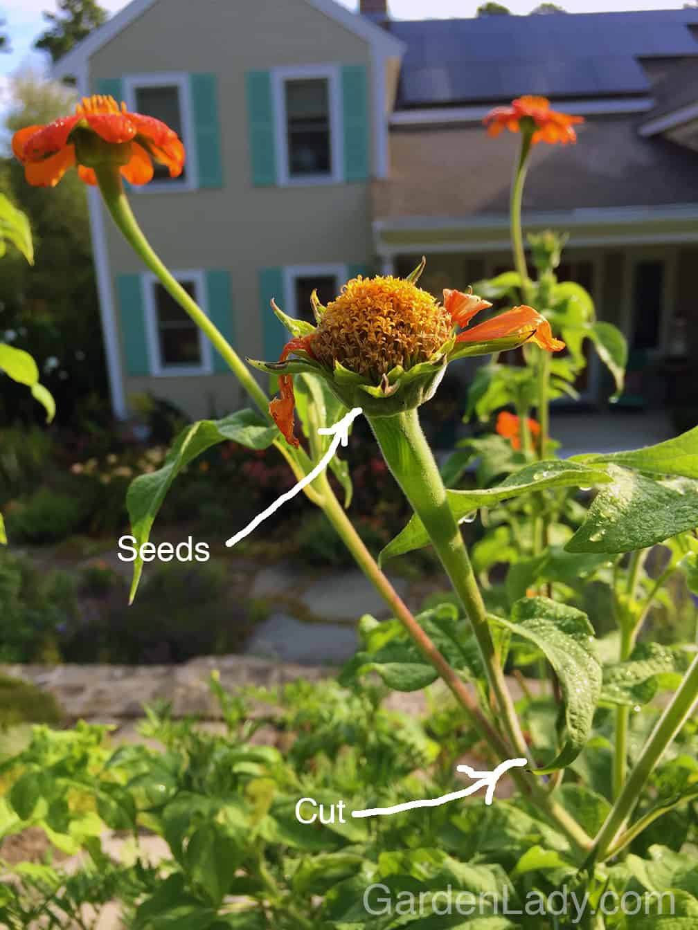 Annuals usually flower more with deadheading. This Mexican sunflower (Tithonia rotundifolia) will branch out and bloom more if old flowers and seeds are removed.