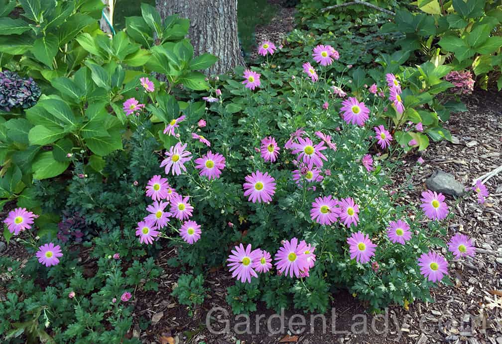 We used to call them chrysanthemums, but now they are Dendranthema. Labels aside, you can't have a fall garden without them. This one is 'Cambodian Queen.' Look for 'Sheffield Pink', 'Red October' and 'Mary Stoker' if you want a rainbow of daisies for picking and catching the last warm rays of the setting sun.
