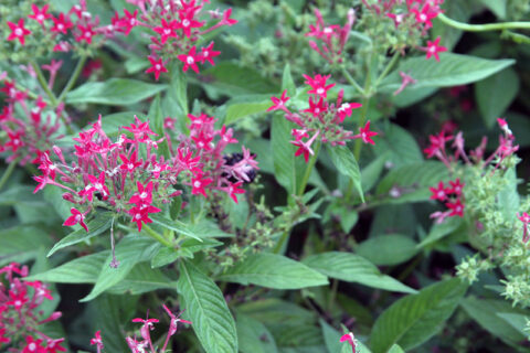 I Love Pentas Lanceolata Aka Star Flower | GardenLady.com