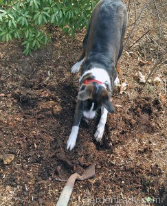 When I started to dig the holes the puppy came over to "help." It was if he was saying "Digging? I'm GREAT at digging!" 
