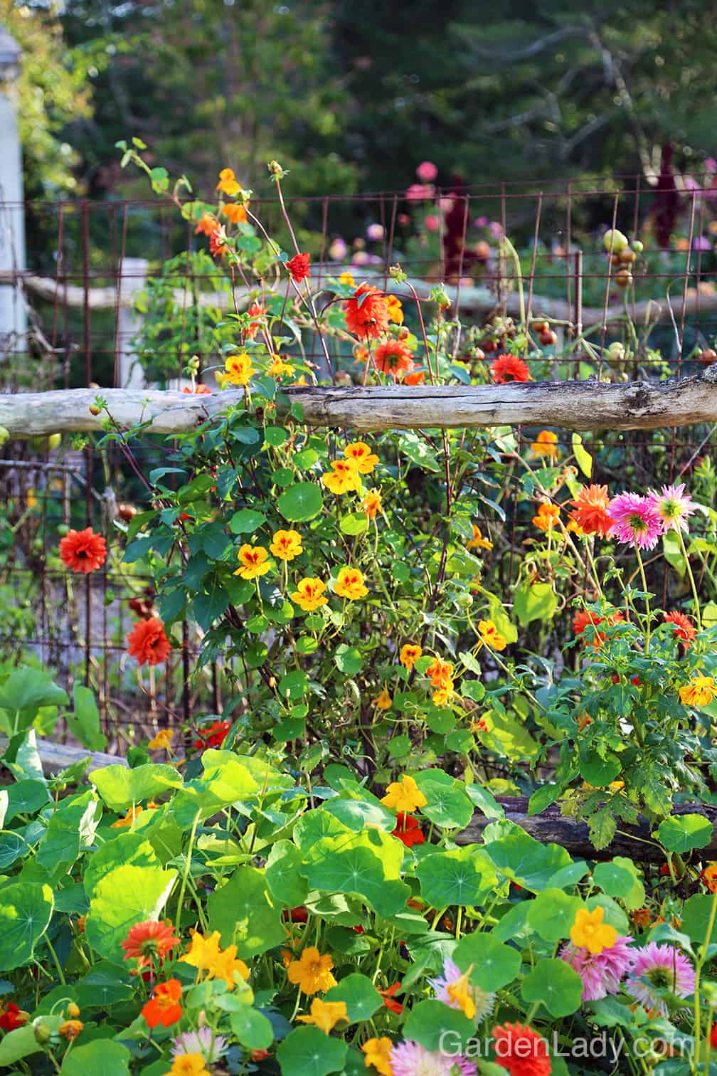 Love the loose, country look? Plant it! Dahlias and nasturtiums are two of my must-have flowers. #EasyToGrow