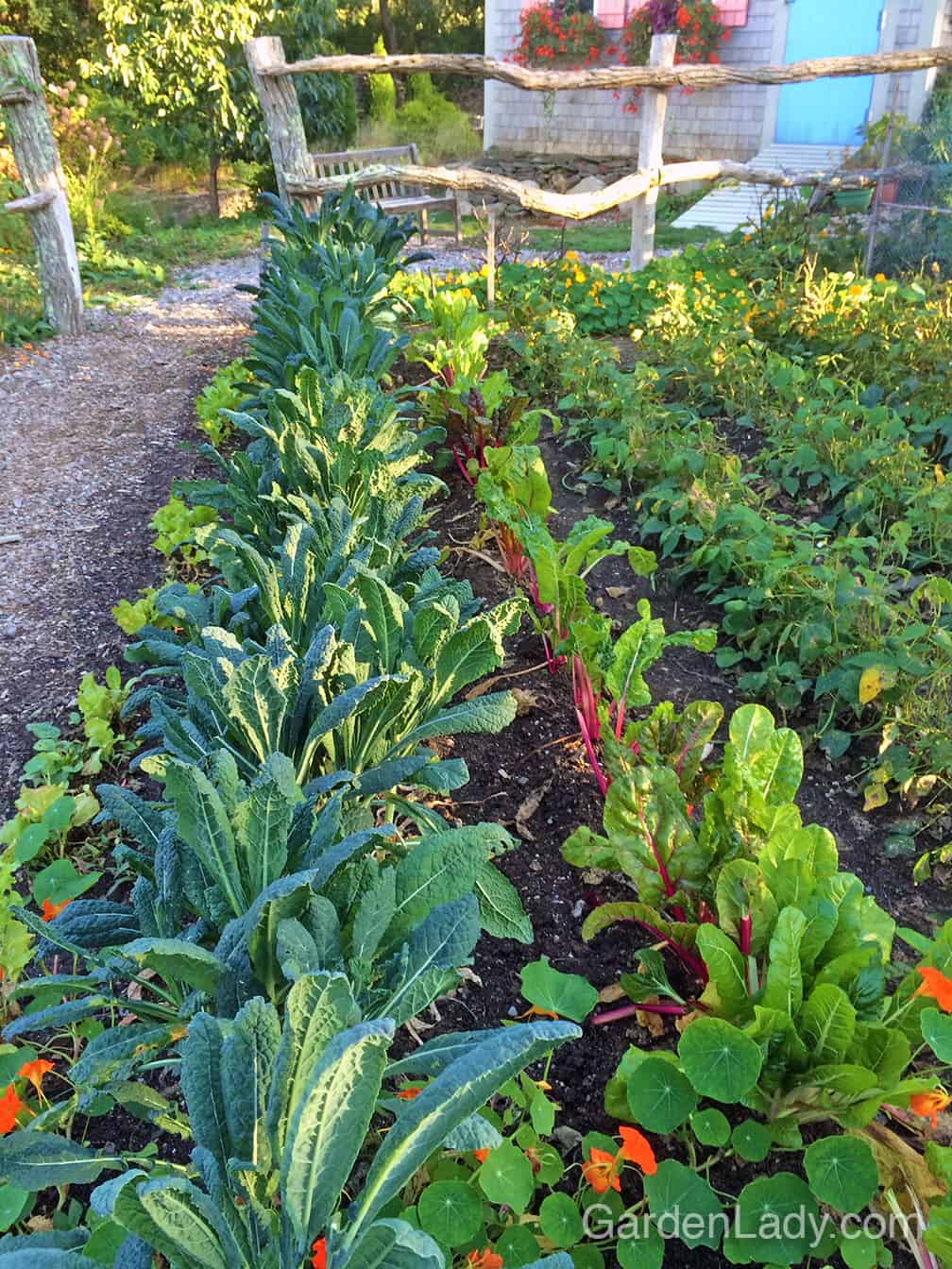 Don't settle for photos of lovely veggie gardens...create one for yourself! You will not only get the satisfaction of posting shots of your garden on Instagram, you'll get to eat what you've grown! #BestTastingFoodOnEarth 