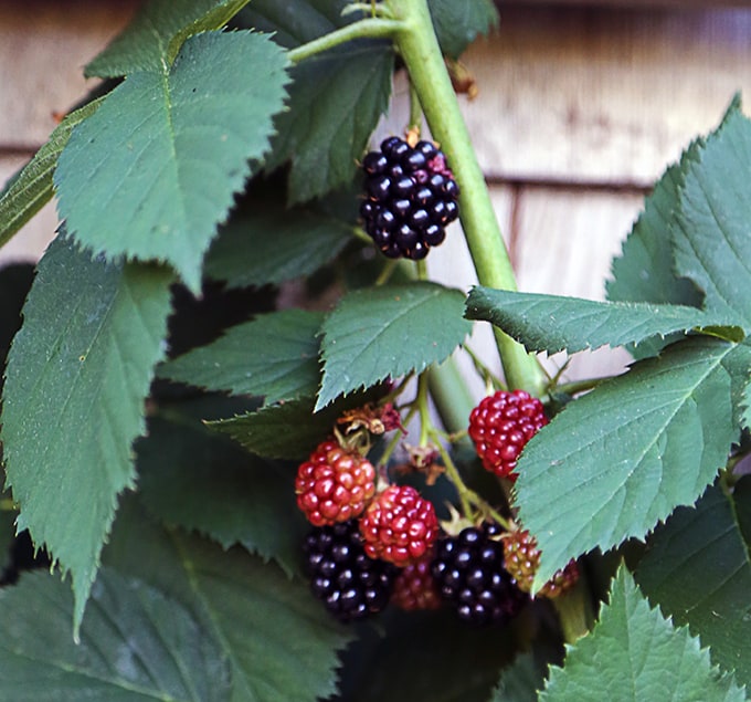 A Thornless Blackberry For Trellises, Arbors and Buildings