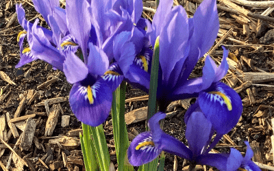 I Love Iris Reticulata aka Dwarf Iris or Netted Iris
